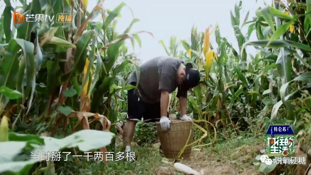 黄磊|被骂到停播，满意了吗？