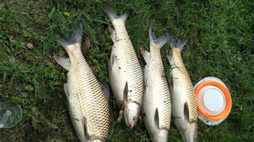 秋季钓鱼，4种天气大鱼吃口好，出钓肯定不走空