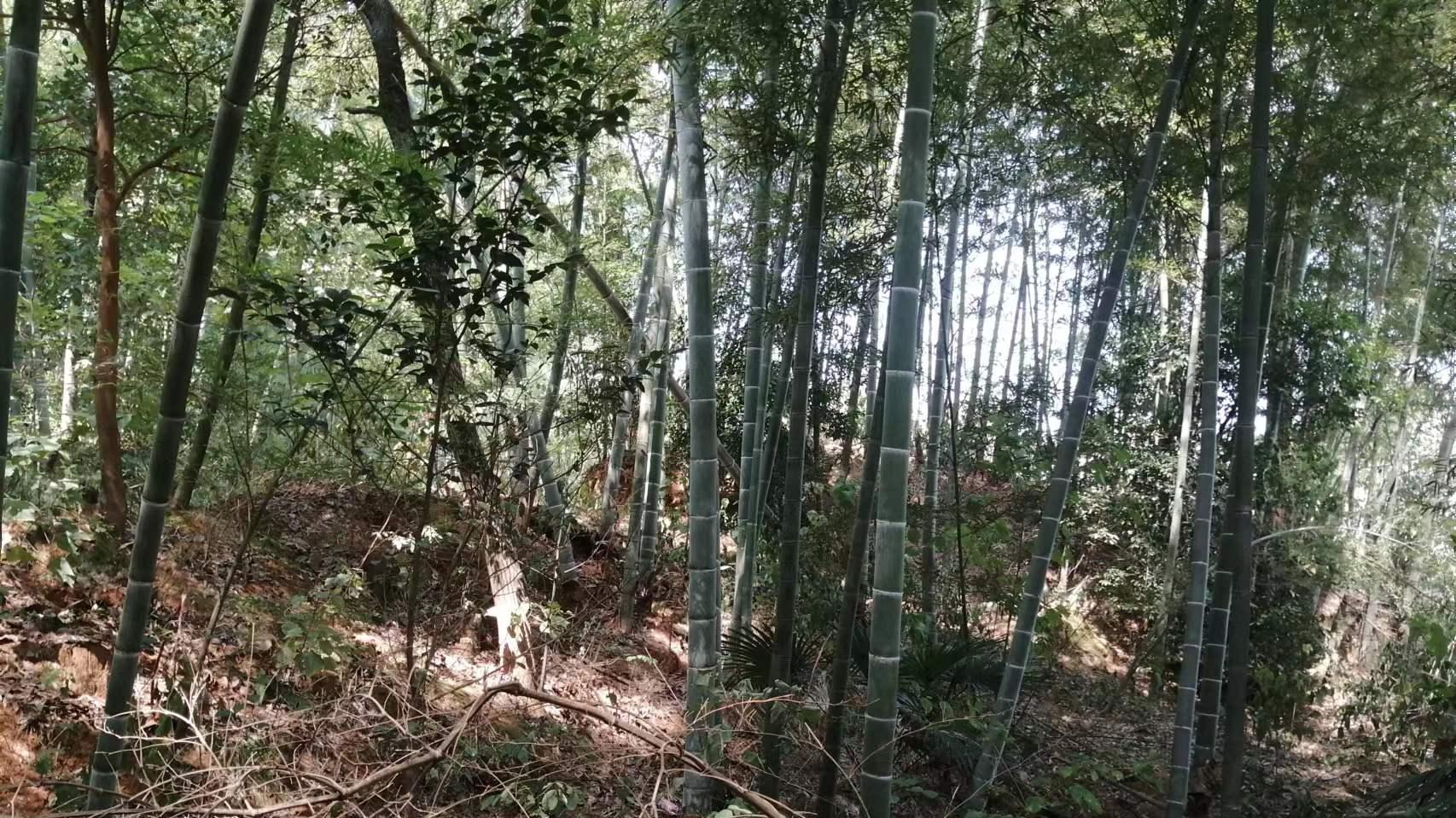 父母不到60岁患癌去世，暑假回老家，看到宅基地被邻居当成养鸡场
