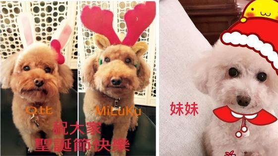 |爱犬和父亲先后去世，49岁女星发文哭诉被骂：别把爹和狗一起提