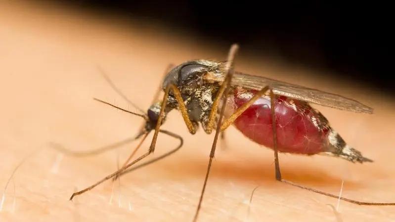 生物武器？24亿只转基因蚊子被释放到大自然，目的何在