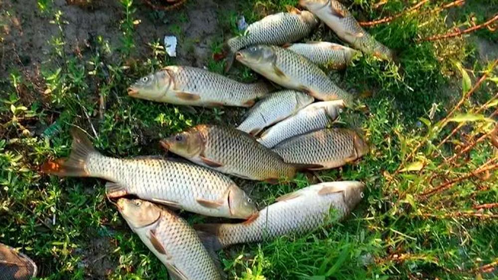 鲤鱼喜欢的4种地形，在这些位置下竿，大鲤鱼一钓一个准
