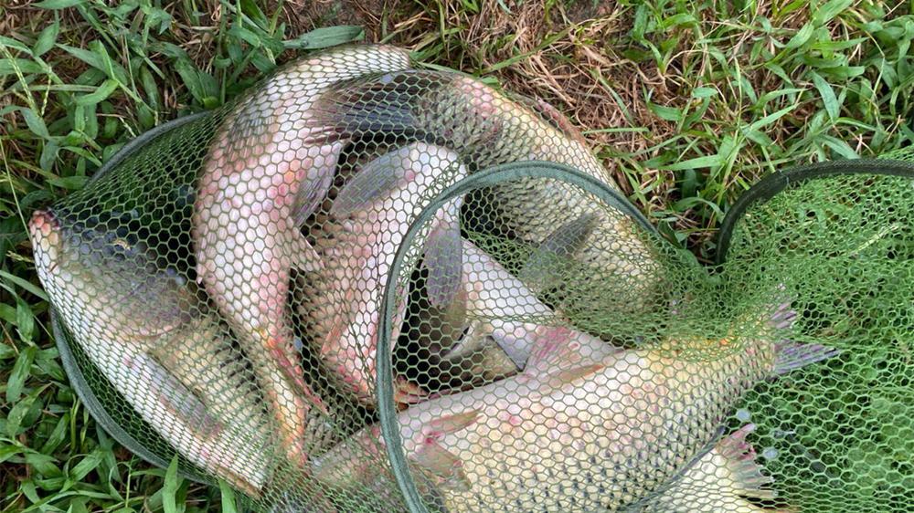 |野钓大鱼，子线选用2“要”原则，少断线多上鱼