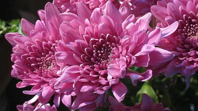 秘书|凡事很爱计较的生肖，总是咄咄逼人