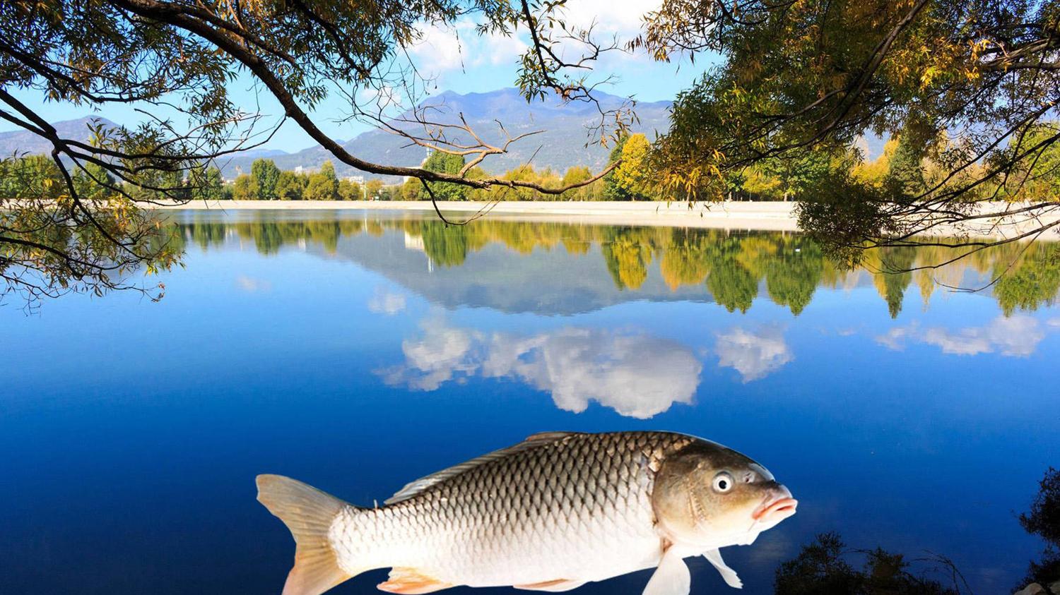 鲫鱼|春天钓鱼受到鱼类繁殖期的影响，我国常见淡水鱼类的繁殖期