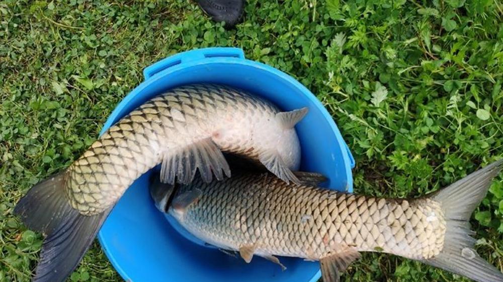 |野钓草鱼“3步法”，用好这些招数，大小草鱼一网打尽