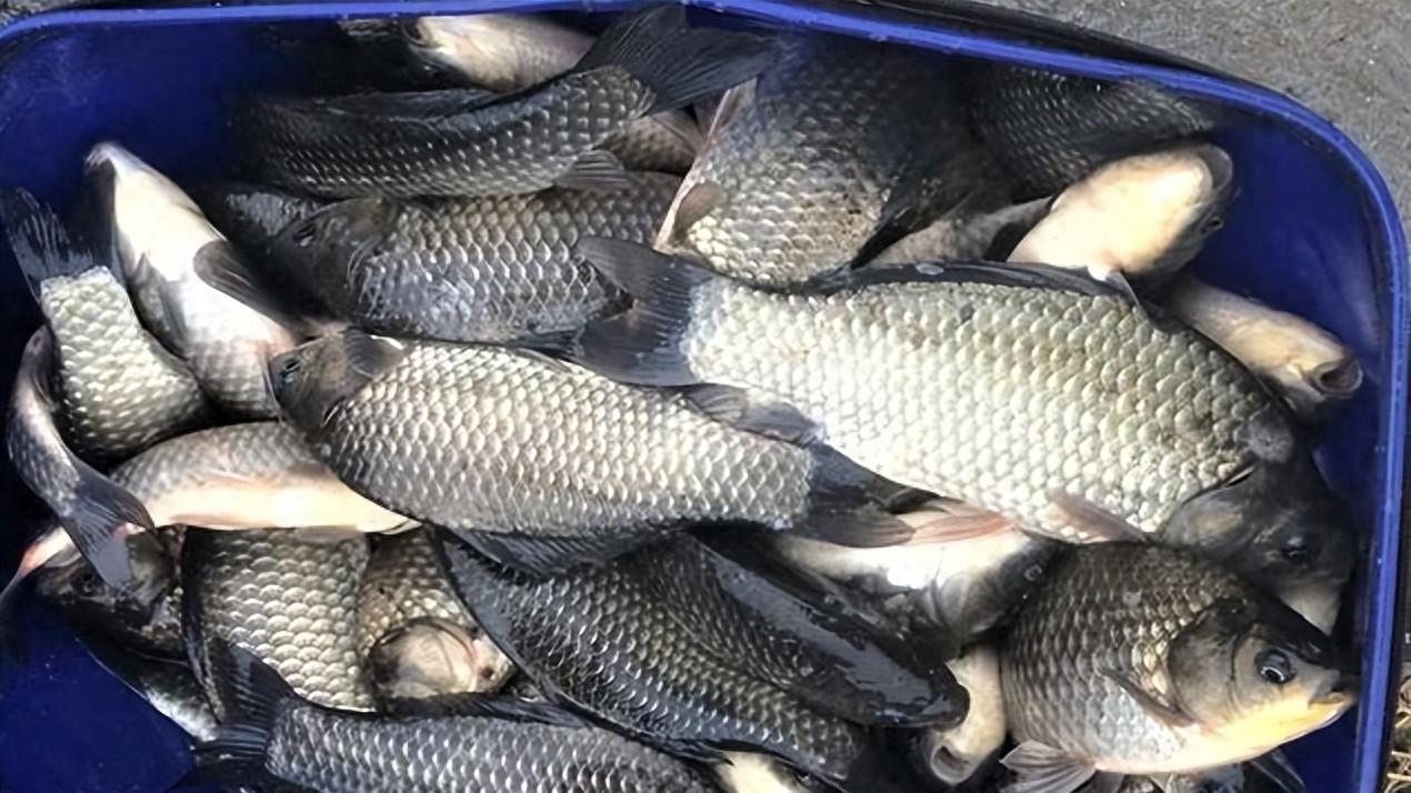 冬季钓得好的钓友，都有哪些共同点？分享出来供大家学习参考