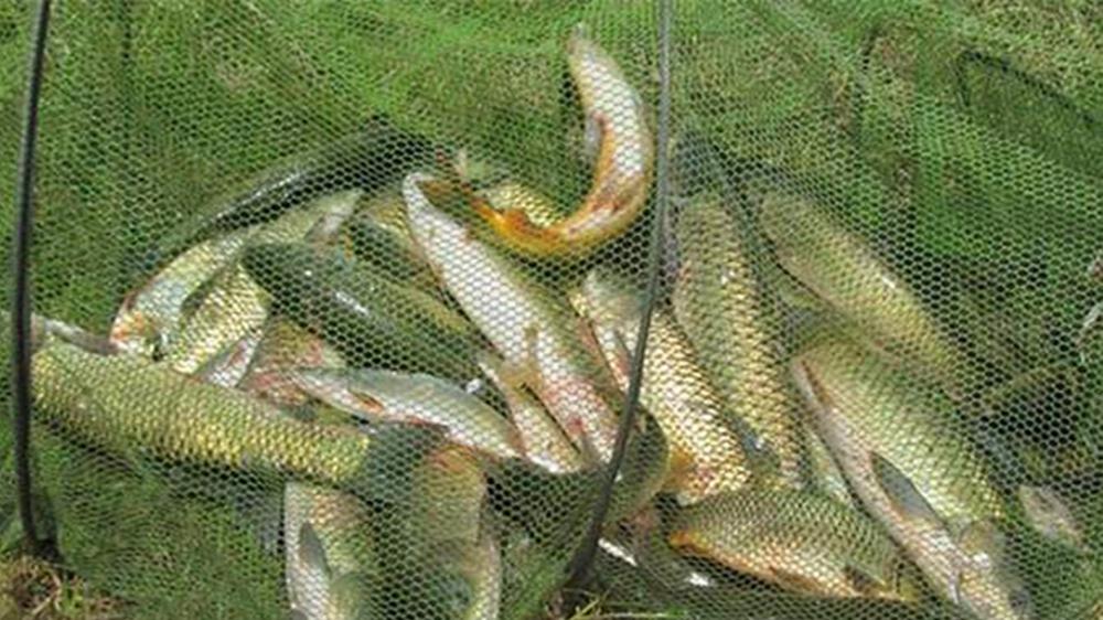 饵料|钓鱼选浮漂，长的好还是短的好？