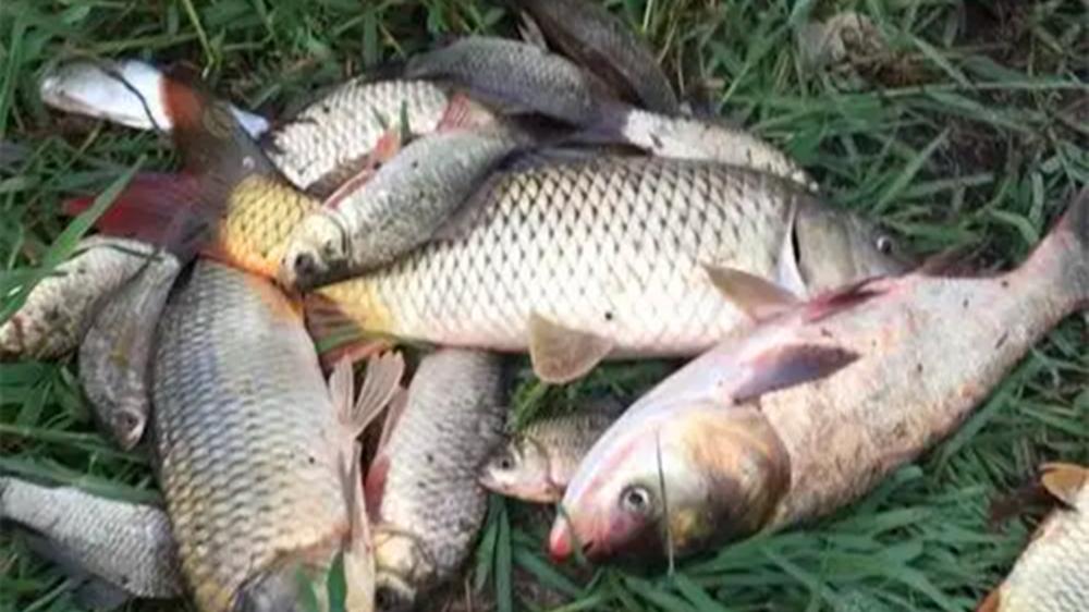 秋季钓鱼分3个阶段，技巧跟着节气变，大货一钓一个准