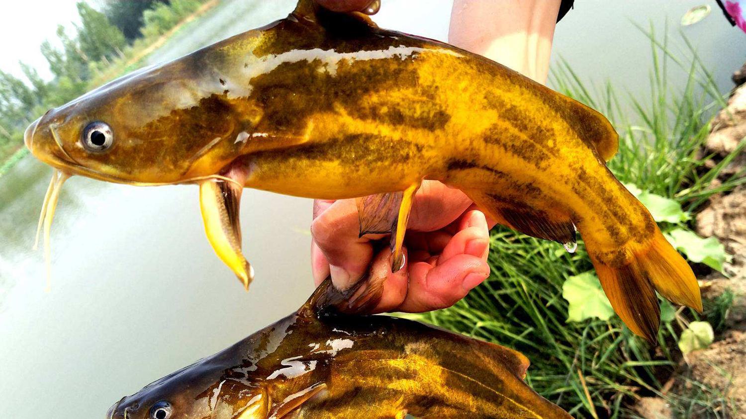 清明节|清明时节最适合钓的3种淡水鱼，只要水里有鱼就能连竿