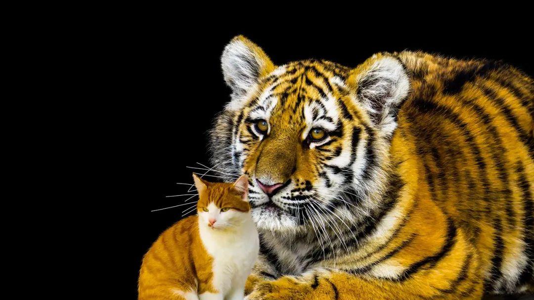 运势|他为啥能把事做成了？