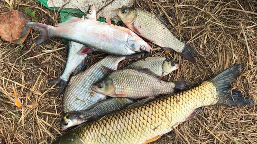 野钓4大自制“神饵”，准备上几样，秋季钓鱼妥妥的爆护