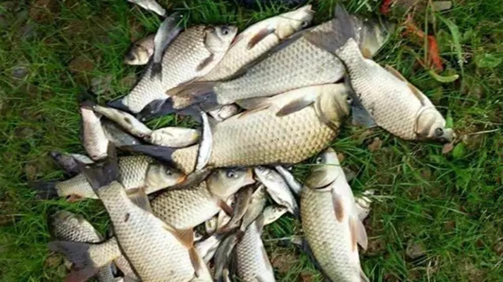 夏季野钓大鲫鱼，这种钓法才是首选，高温天也能狂拉