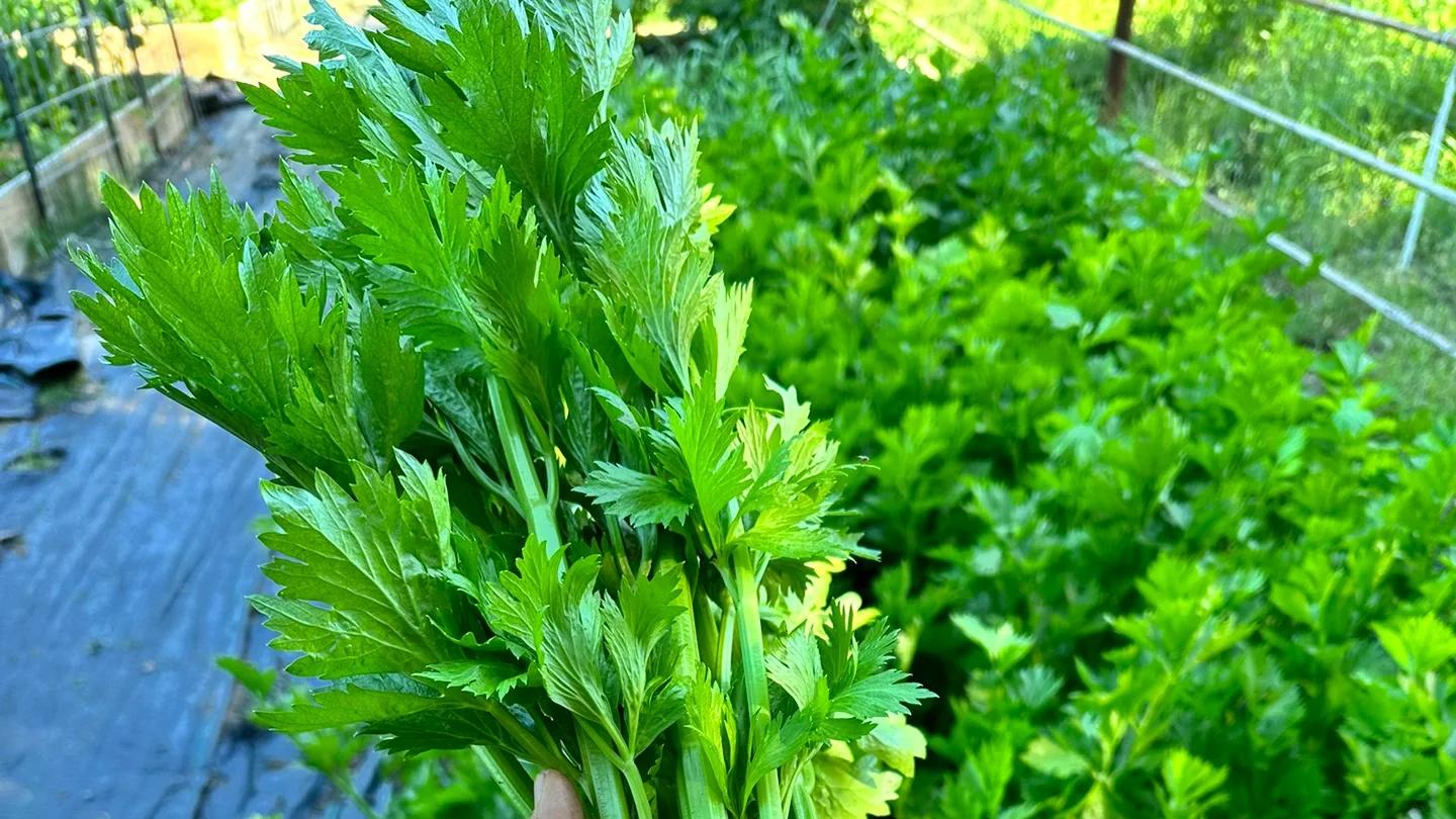 芹菜|芹菜打死也不能和它们一起吃？吃了就是没病找病，很多人都不懂