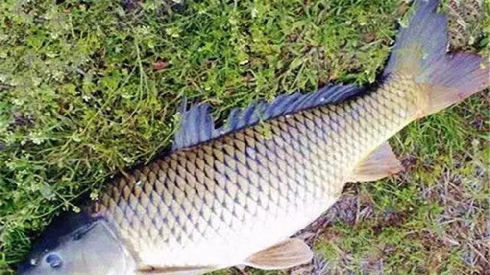 鲫鱼|春季野钓，好用的2种调漂方法，大鱼吃钩就是死口