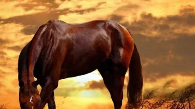 属马办公室风水布局，属马的财位分析