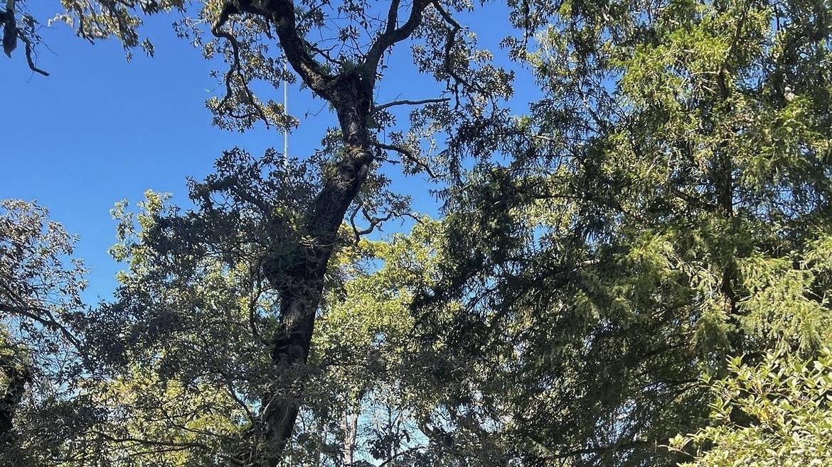 洗米华家人欢乐庆生，洗米嫂国外为继子助兴，感情融洽引爆网络！