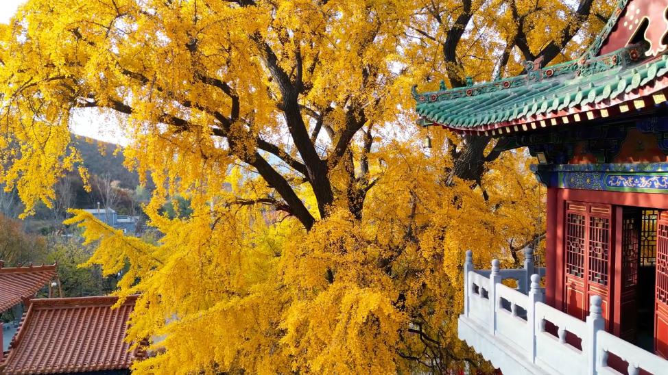 |十二月，来“华夏第一寨” 大鸿寨，赏千年银杏，看美景