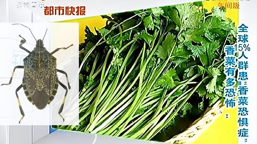 洋葱|中国“最难吃”的6种蔬菜，吃过一半是牛人，全吃过是大神