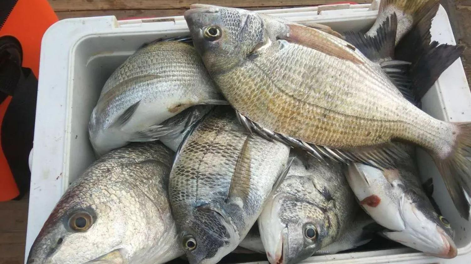 |黑鲷应该钓底还是钓浮？用什么鱼饵？钓黑鲷的4个关键技巧
