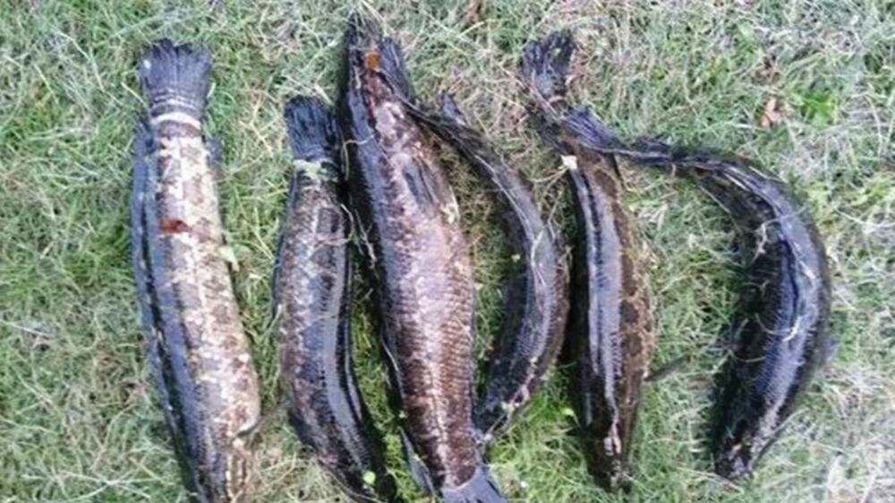秋季野钓黑鱼，3个方法找到藏身地，大黑鱼唾手可得
