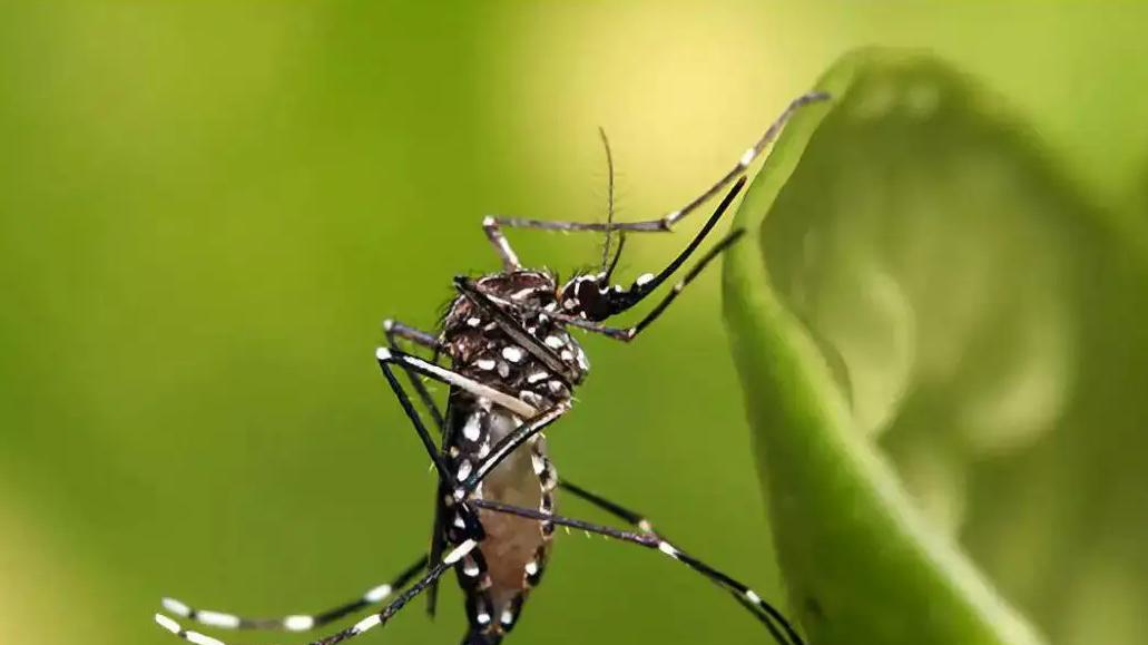 不顾反对！美国将向大自然投放24亿只转基因蚊子，意欲何为？