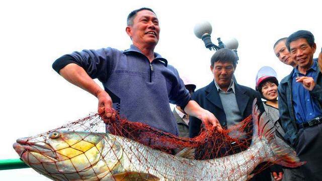 水老虎来袭！长江出现大量米级鱤鱼，一条鱼可吃光一个鱼塘