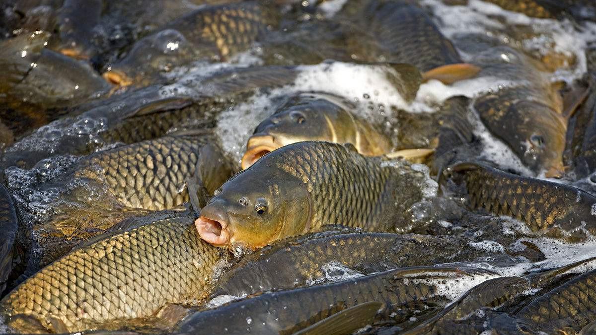 诱鱼剂的3个正确分类，弄清楚这些才能真正用好诱鱼剂