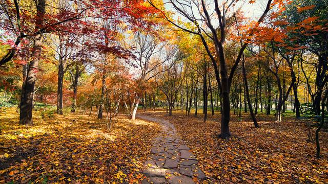 京都|秋天的景色有多美，来这八个地方就知道了，中国只有一个地方上榜