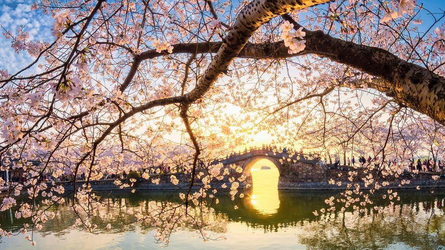 鼋头渚|樱花的“祖宗”在中国，赏花无需去日本，鼋头渚的太湖边风景正美
