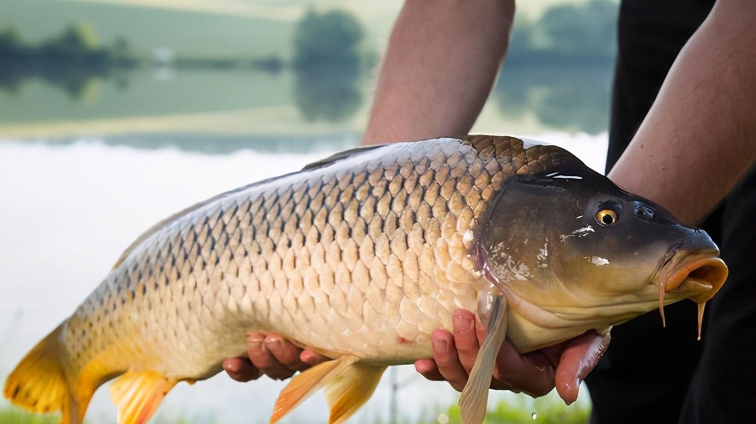 |腥饵和素饵哪个钓鱼效果好？腥饵和素饵的选择要领