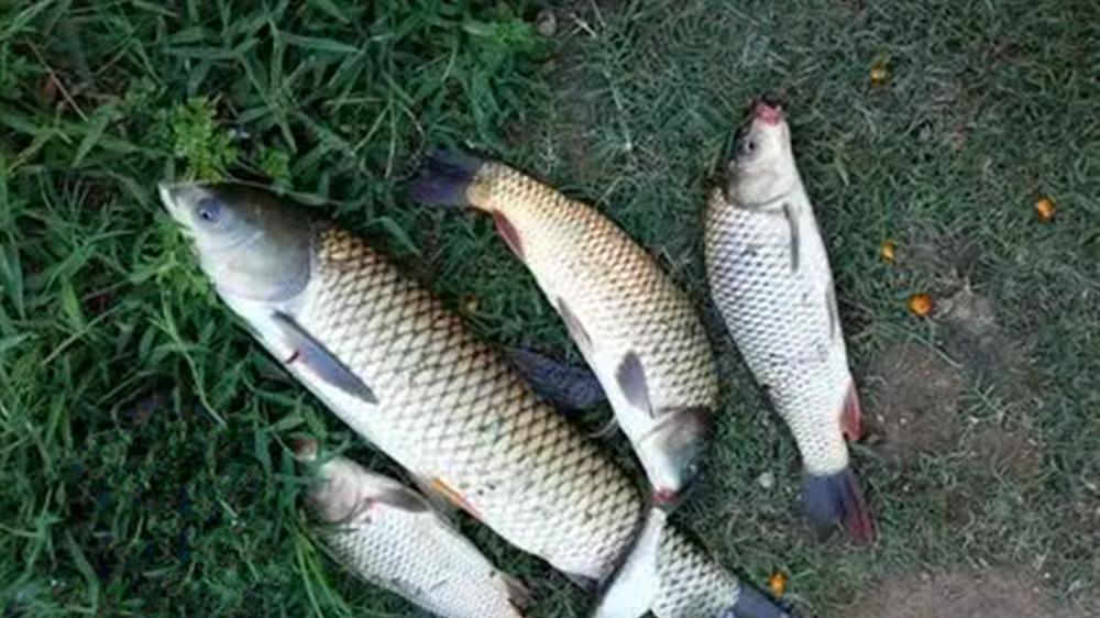 秋季野钓大鱼，4个长效诱饵配方，通杀方圆百米