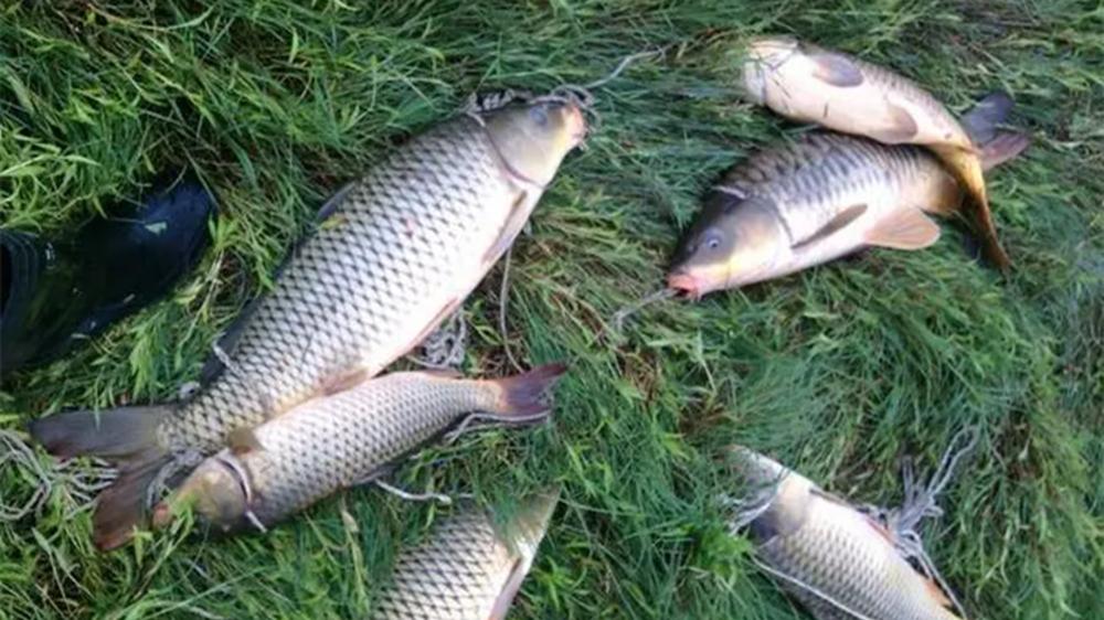 双坠钓法的调漂技巧，遇上活水大风，这种钓法简单有效