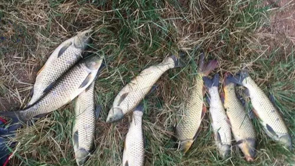 野钓遇上小鱼闹钩，这种钓法可以“根治”，小鱼群里轻松钓到大鱼