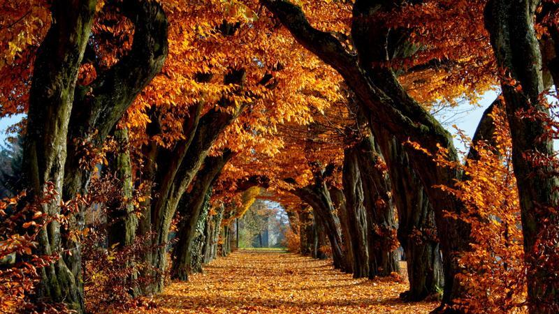 |秋日漫步：与大自然相遇的宁静之旅