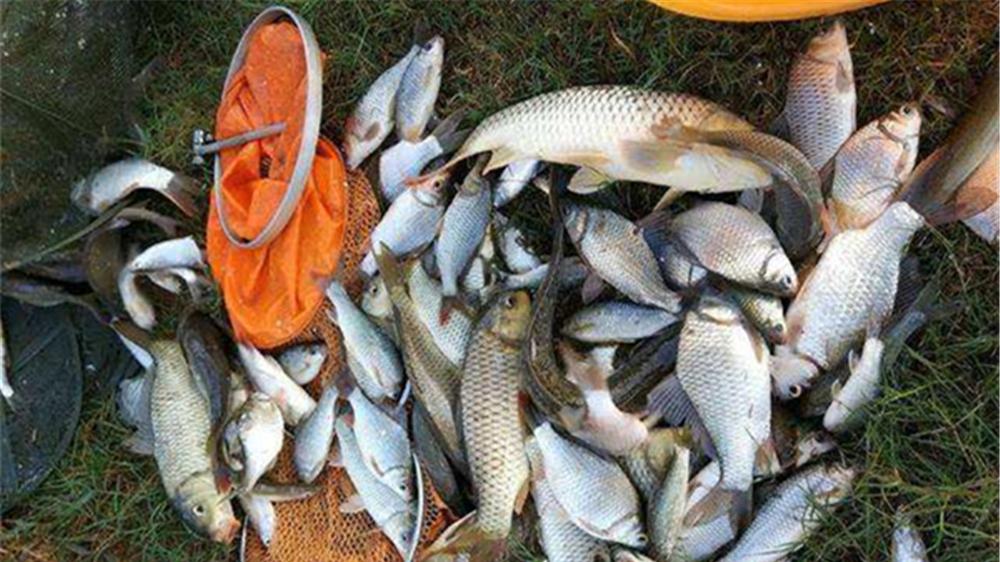 大寒|小寒到大寒，气温最低鱼最难钓，用好这几招天冷也能钓几波