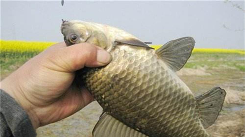 鲫鱼|晚春野钓，鱼情有5个经典变化，掌握规律连竿上鱼