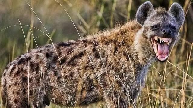 雌性斑鬣狗真的是“不男不女”吗？它为何如此的“爷们”？