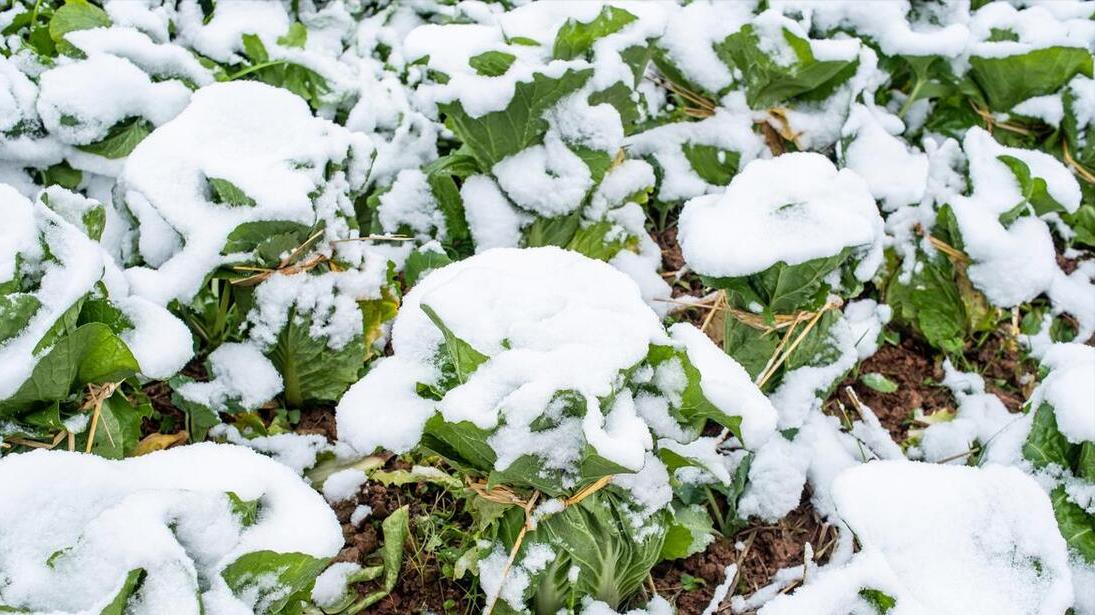 |“冷不冷，看大雪”，12月7日大雪，今年春节冷吗？有啥预兆？