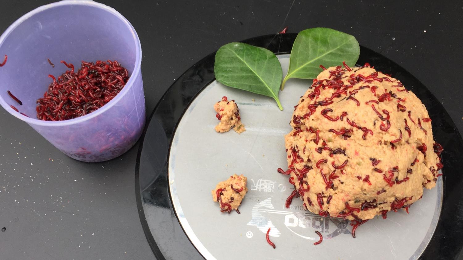 鲫鱼|冬天钓鲫鱼的4个要点，看天气、找鱼窝、用对饵、促开口