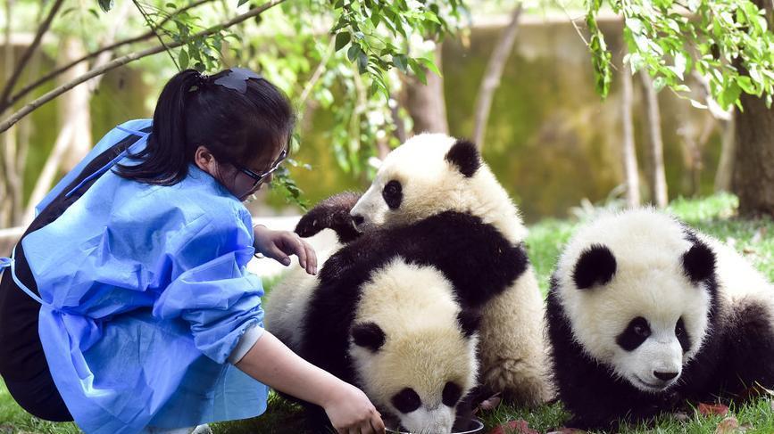 饲养员|大熊猫饲养员招聘热度高，数百简历零录取，看完才知道要求有多高