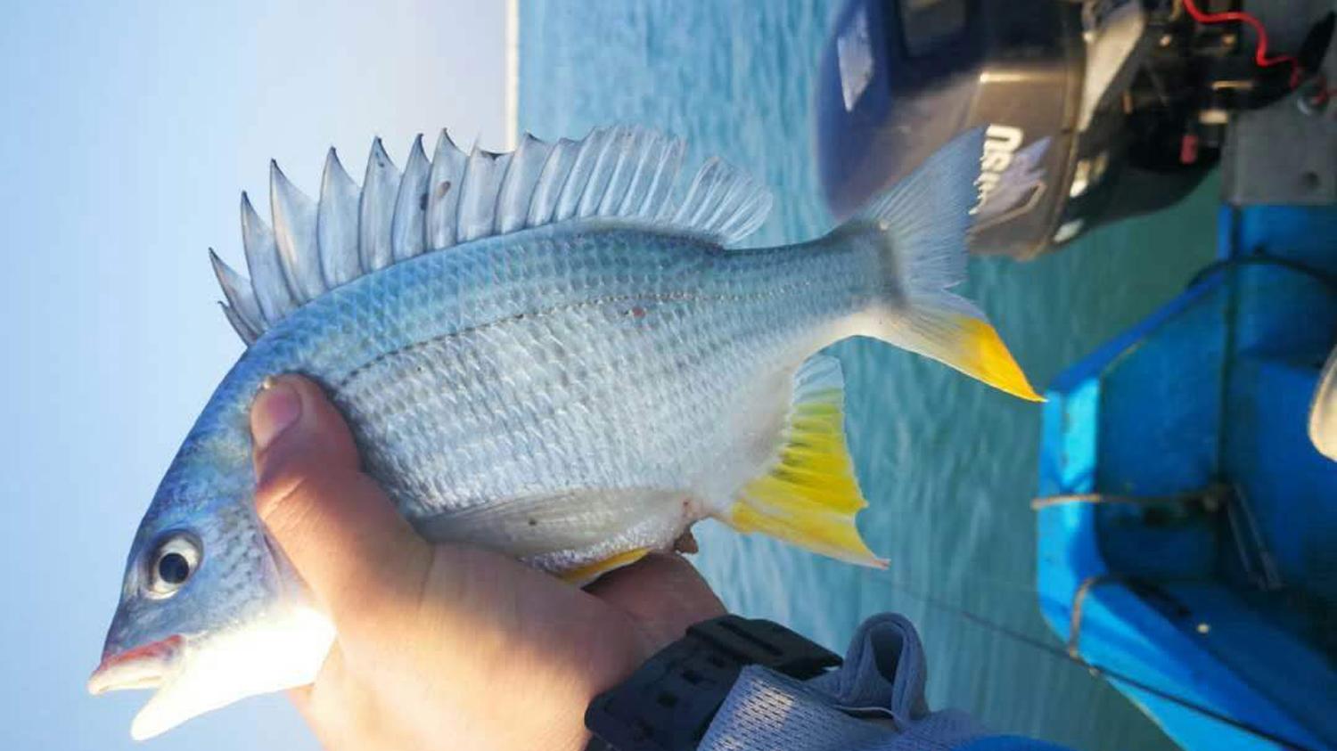 海钓|海钓诱鱼的4个要领，增加海钓鱼获的关键