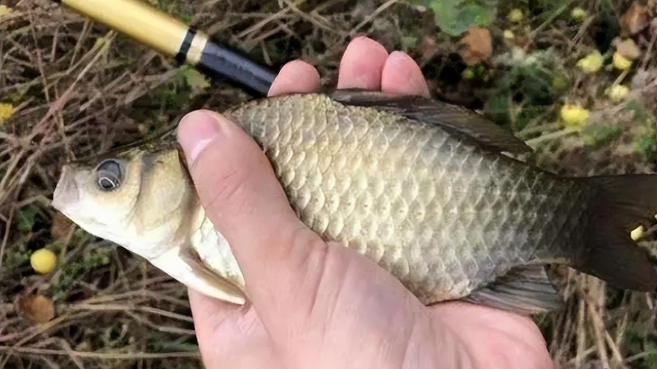 钓浮|钩饵只要离底都是极灵状态？并非如此，钓浮也有灵顿之分
