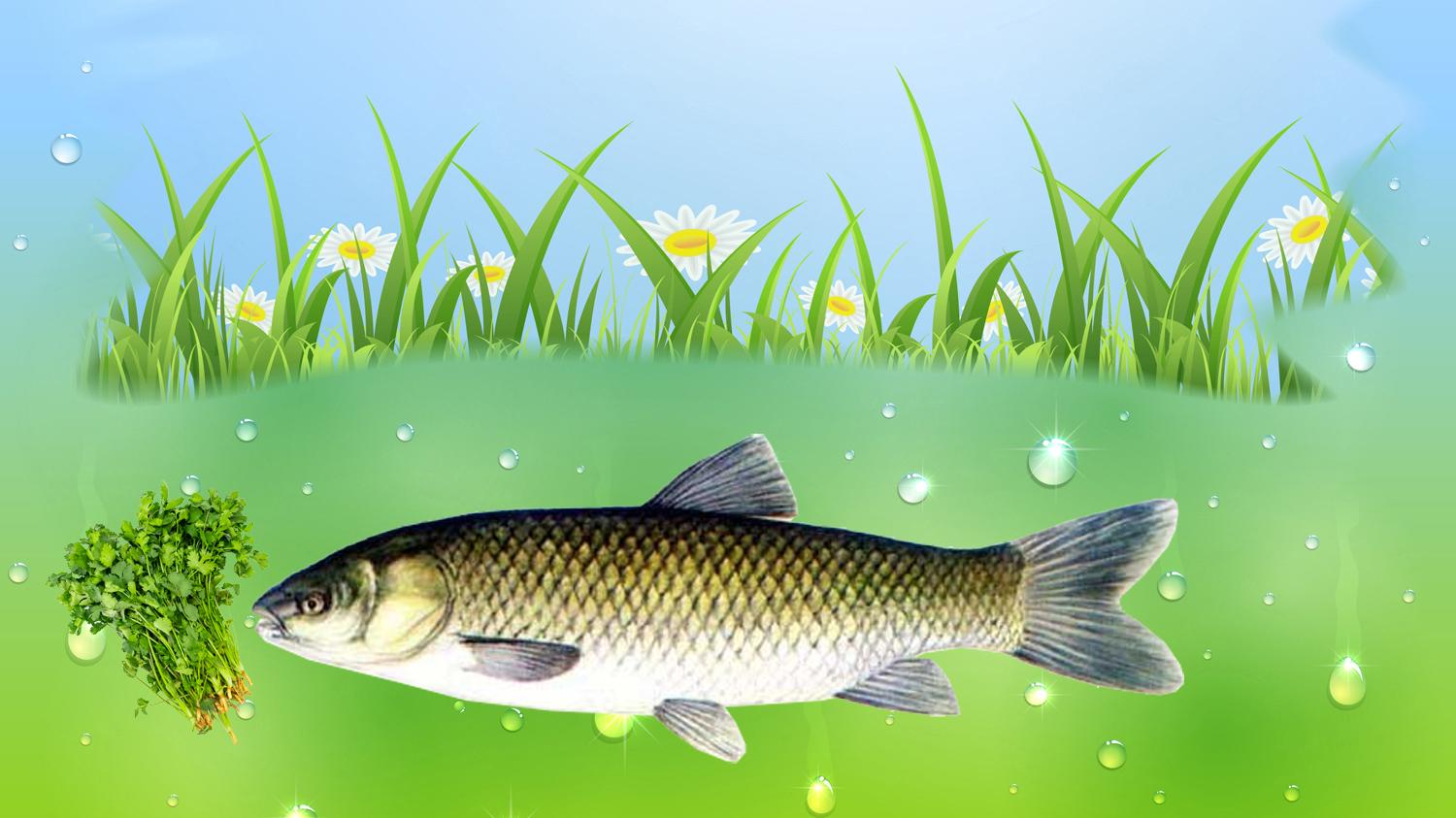 |突发奇想的鱼饵，钓鱼效果到底如何？特殊鱼饵的钓鱼效果测试