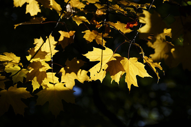 白发|“杨康”一个星期后，我开始失眠、腹泻、没精神头