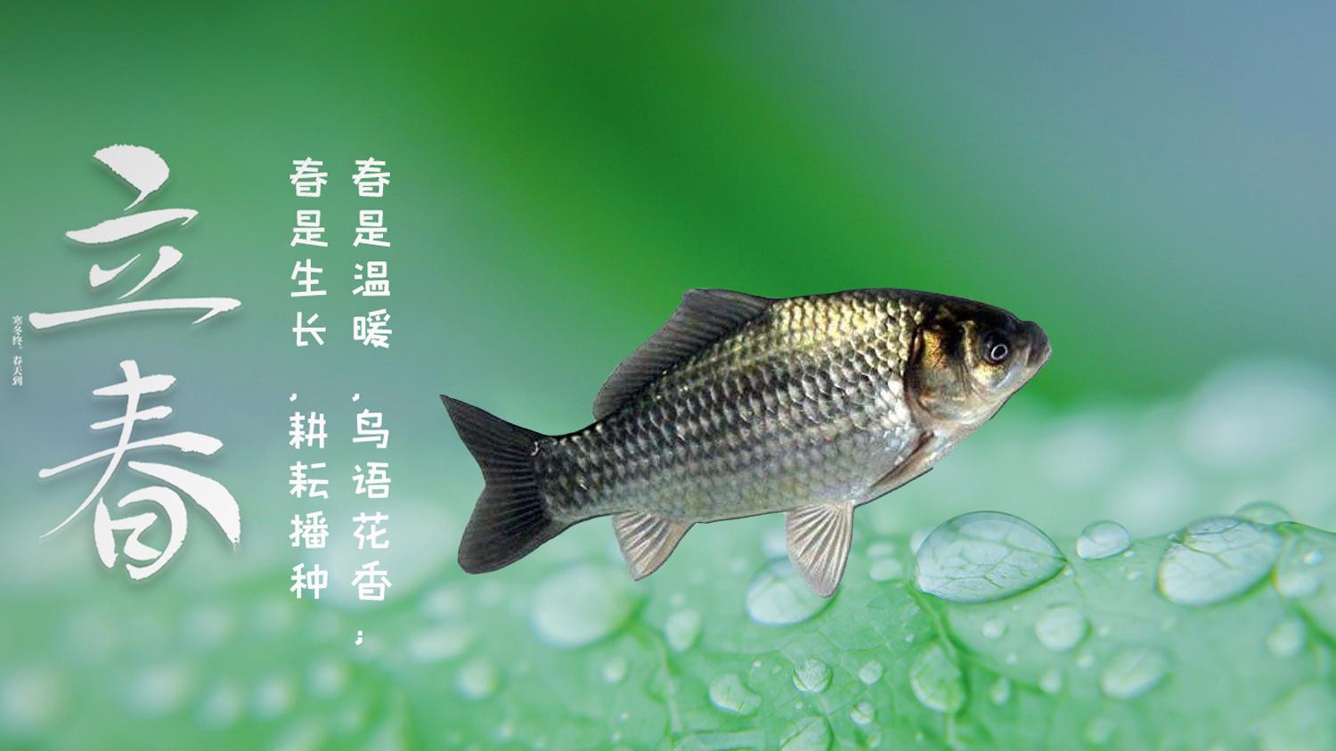 饵料|立春之后钓鱼的注意事项，初春时节钓鱼的关键