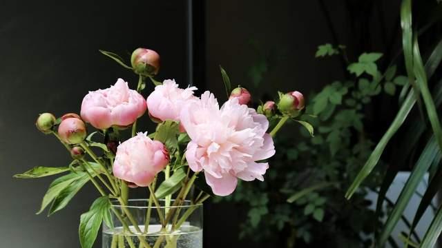 肉包子|【短故事35】婆婆蒸了一锅包子，却放到冰箱冷冻起来了，她是几个意思？