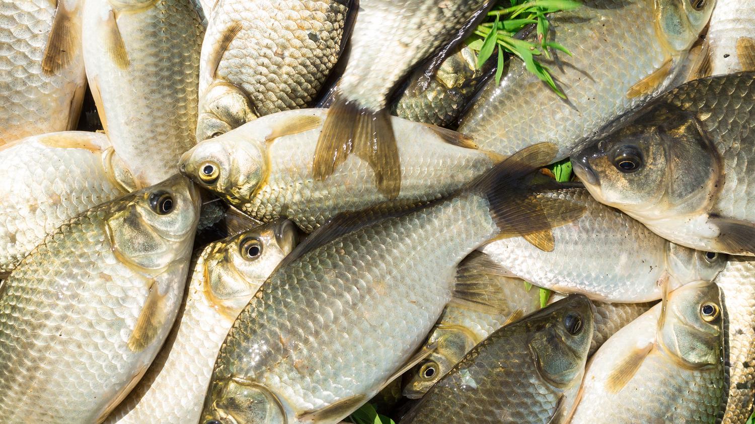 什么是发窝？钓鱼时发窝的原理和过程