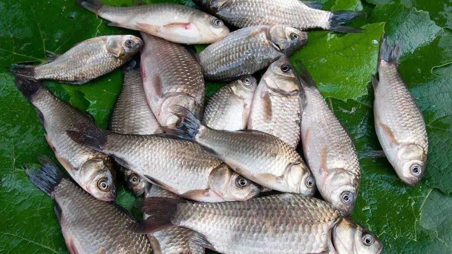 鲫鱼|野钓鲫鱼的补窝技巧，测试不同的补窝方式对钓鲫鱼的影响