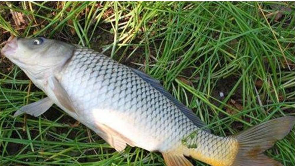 鲫鱼|春季野钓大鲤鱼，注意4宜4不宜，换个思路连竿上鱼